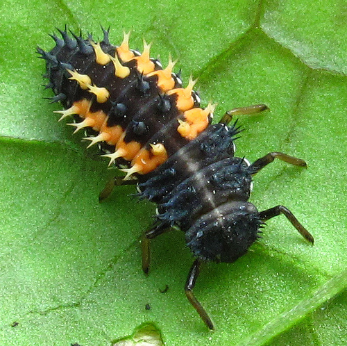 larva of ladybug